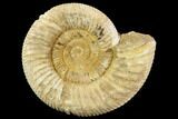 Perisphinctes Ammonite - Jurassic #108709-1